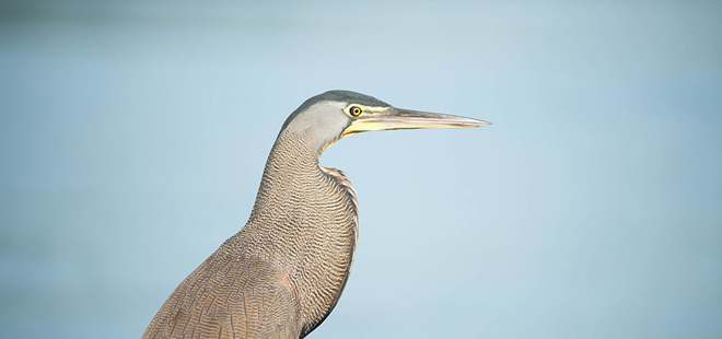 Observación de Aves en Tortuguero