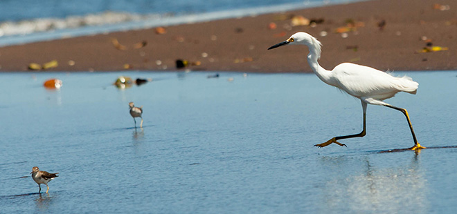 Observación de Aves en Tortuguero