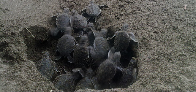 Turtle Nesting