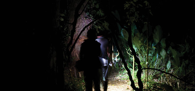Tortuguero Forest Night Walk
