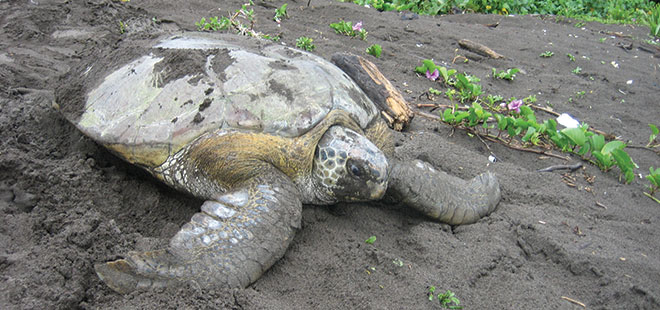 Turtle Nesting