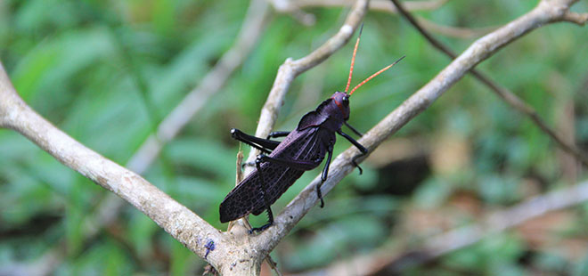 Tortuguero Forest Walk
