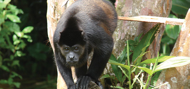 Tortuguero Forest Walk