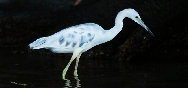 Tortuguero Bird Watching Tour