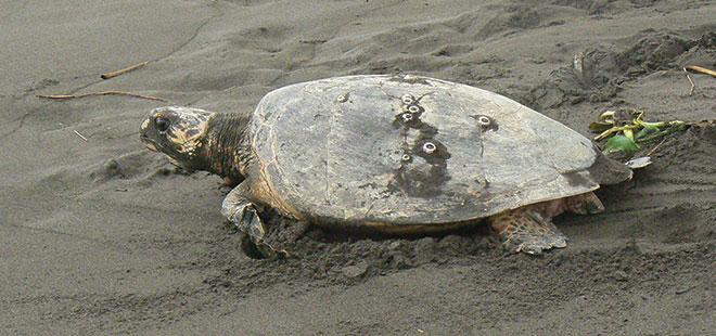 Turtle Nesting